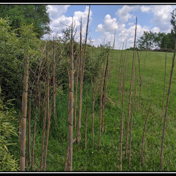 Bamboo Photographic Art Print - Picture 9 of 12